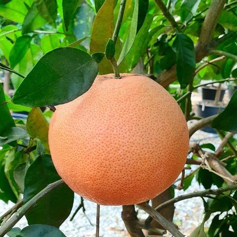 PIANTA DI POMPELMO ROSA innesto basso in vaso 20 (foto reali)