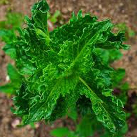 4 x Menthe verte  - Mentha spicata 'Crispa'  - godet 9x9 cm