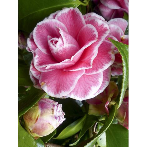 Camélia 'Tom Pouce' Pot de 4L/5L (1/2)