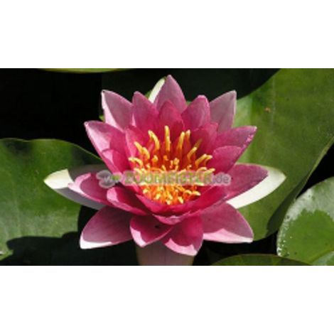 Nénuphar Gloriosa, rustique, rouge carmin éclatant - plante aquatique à rhizome