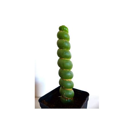 Eulychnia castanea spiralis vaso 10,5 - Pianta Grassa (1/4)