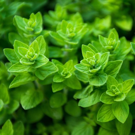 Plant Origan pot 1L (1/2)