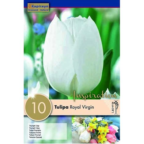 Bulbi di Tulipano Royal Virgin 10 pz KAPITEYN