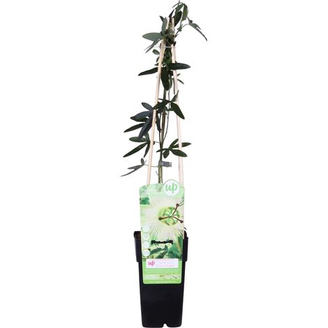 Passiflore Blanche Caerulea Constance Elliot - Plante Grimpante de Jardin - Pot Ø 15 cm H 65 cm - PANGIVO