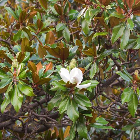 Magnolia à grandes fleurs 'Galissoniere' - 60-80 cm pot