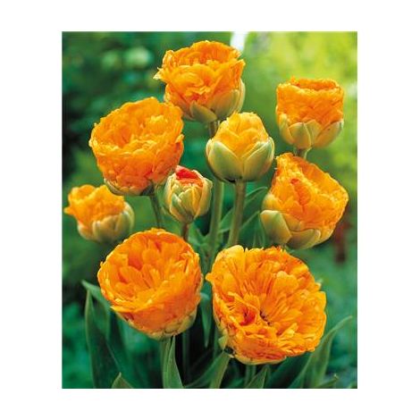 TULIPE SOLEIL LEVANT - 5 BULBES