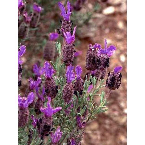 Lavandula stoechas 'Papillon' Godet de 7/8 cm (1/5)