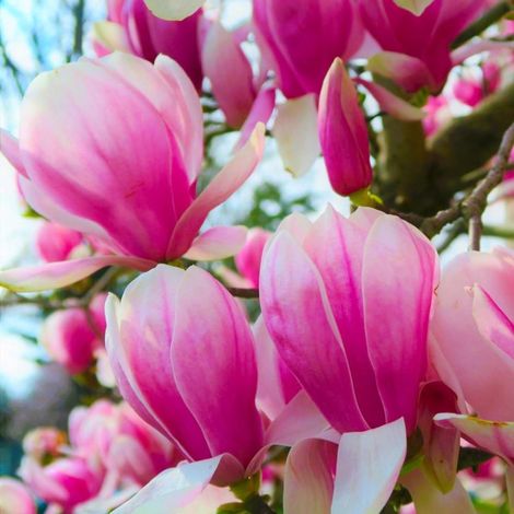 Pépinières Naudet – Magnolia de Soulange 'Beugnon' – Arbuste caduc de plus de 5m – Fleurs rose pourpre au printemps – Exposition ensoleillée à mi-ombre