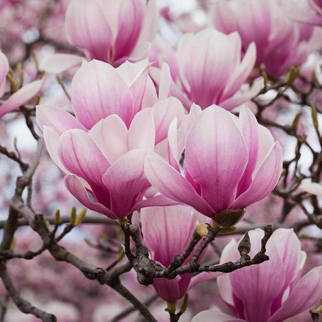 Magnolia giapponese "Magnolia Soulangeana" pianta in vaso ø28 cm h 150/180 cm (1/5)