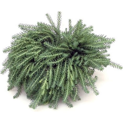 Planta Natural de Sedum en Maceta C17