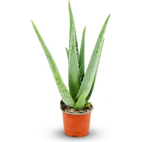 Aloe Vera Plante Verte Succulente Robuste Entretien Facile Pot Ø 10,5 cm Hauteur 35-40 cm - PANGIVO (1/4)