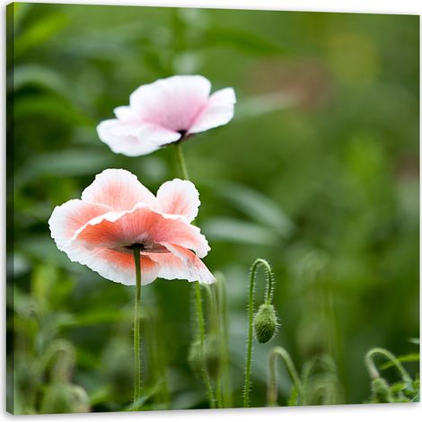 Leinwanddruck Botanik Mohnblumen 60x60 cm