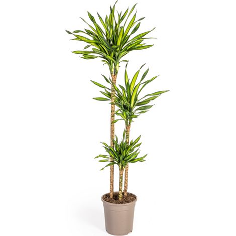 Dracaena Deremensis Rikki Plante Verte d'Intérieur Décorative Pot Ø24cm Hauteur 130-150cm - PANGIVO (1/5)