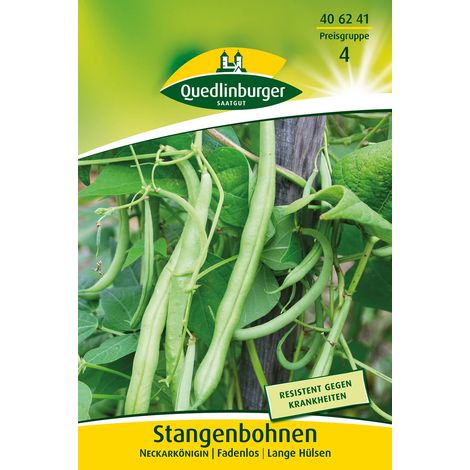 Quedlinburger Stangenbohnen Neckarkönigin - Gemüsesamen (1/2)