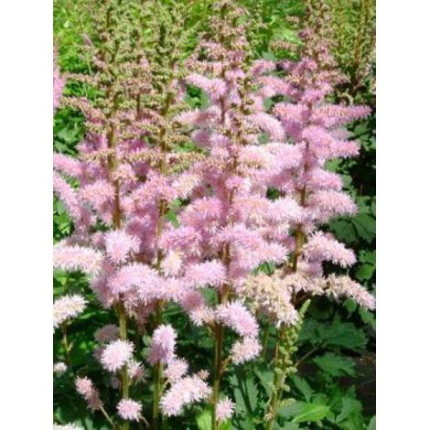 Astilbe de Chine 'Pumila' Godet de 8/9 cm (1/5)