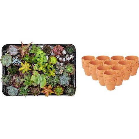 Lot de 30 Mini Succulentes Variées en Pots de Terre Cuite Ø 8,1 cm Hauteur 5-10 cm - PANGIVO (1/4)