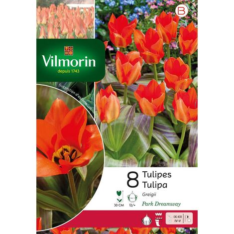 Vilmorin Tulipe Greigii Park Dreamway (1/2)