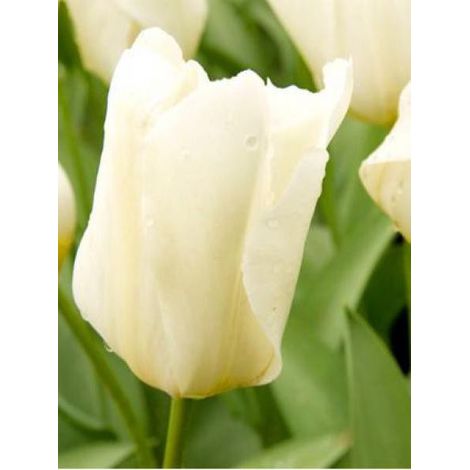 Tulipe fosteriana 'Purissima' Bulbe calibre 12+ (par 10) (1/4)