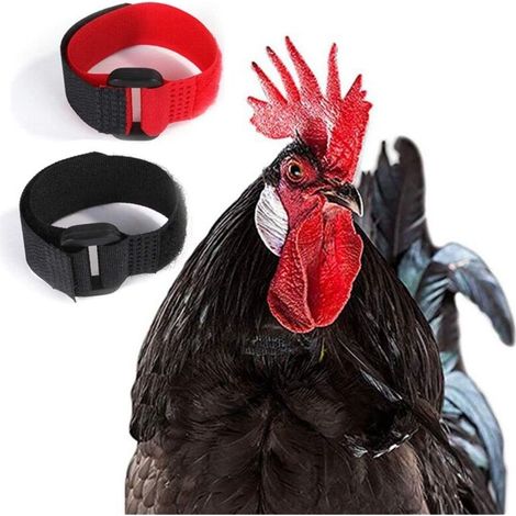 Hühnerhalsband, Anti-Haken-Halsband, verstellbares Hahnenhalsband. Verhindert lautes Gackern und die Störung der Nachbarn. Zweiteiliges Hühnerhalsband. (1/4)