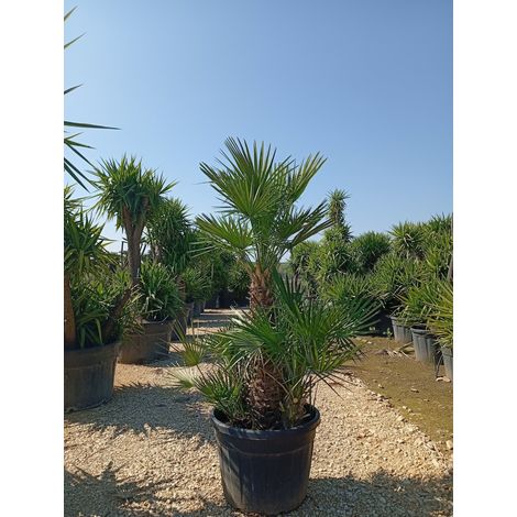 Palmier Nain Chamaerops Humilis Pot 60 cm Plante Méditerranéenne Persistante