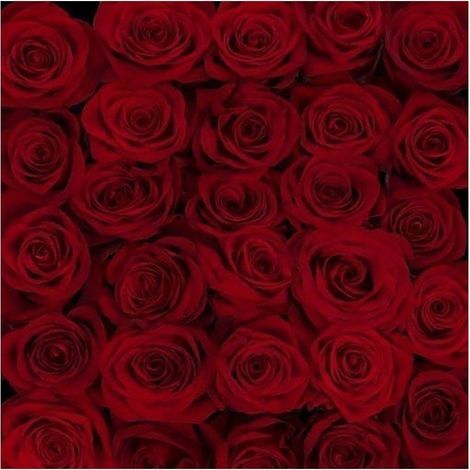 Rosas Variadas Flor Natural Ramo de 12 tallos 60cm de alto