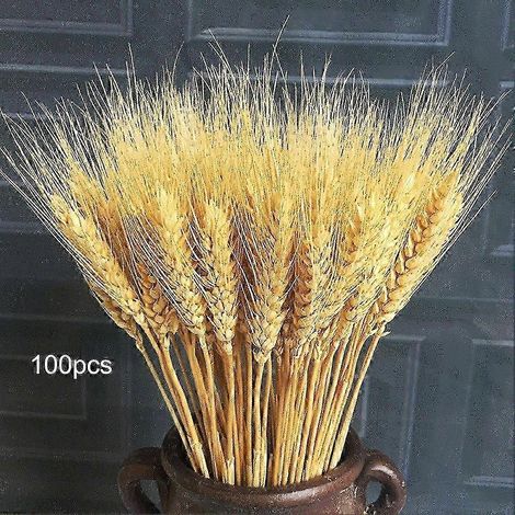 100 tiges de blé séchées, 100 % naturelles, pour la décoration de la maison, Noël, mariage, TAO (1/4)