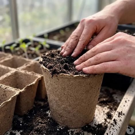10 pots biodégradables pour semis Progarden (1/5)