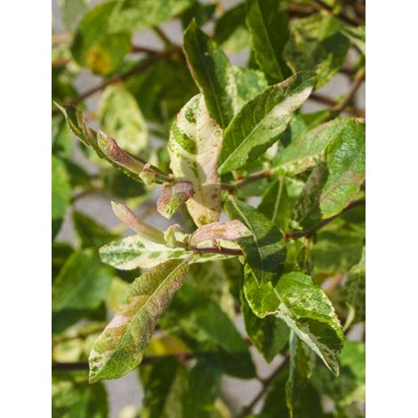 Saule cendré 'Tricolor' Pot de 3L/4L, Tige (1/2)