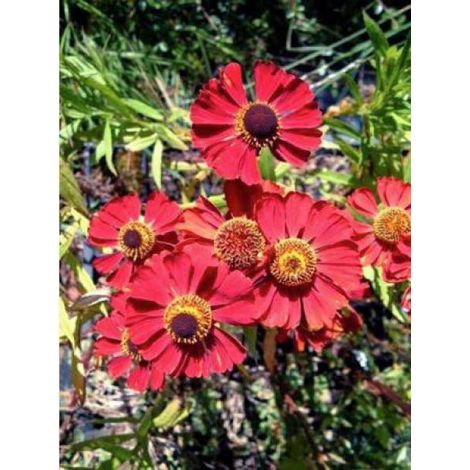 Hélénie 'Rubinzwerg' Godet de 8/9 cm (1/2)