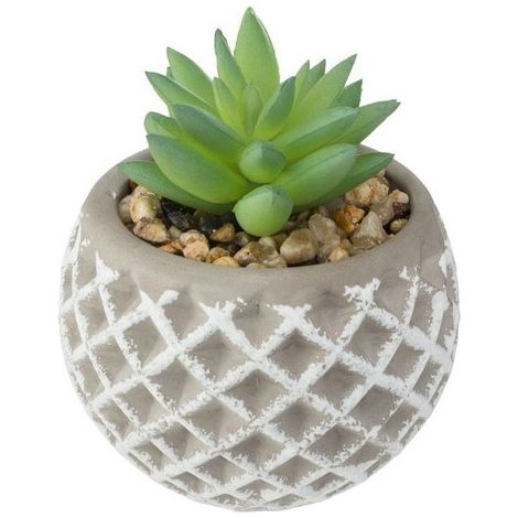 Succulenta H9 cm con vaso in cemento