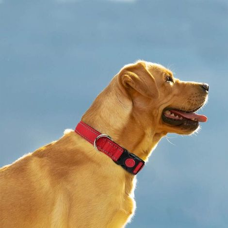 Collare per cani, classico collare regolabile in nylon riflettente con morbida imbottitura in rete traspirante (1/3)