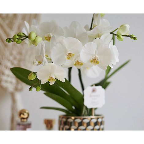 ORCHIDEA PHALAENOPSIS BOHO LOVE BIANCO VASO 12CM (1/2)