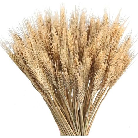 100pcs Blé Séché Bouquets de Blé Séché Naturel Deco Blé Naturel 40cm (1/5)