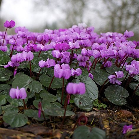 4 x Cyclamen de l'Ile de Cos - Cyclamen coum  - godet 9x9 cm (1/5)