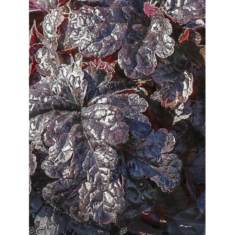 Heucherella 'Onyx' Godet de 8/9 cm (1/2)