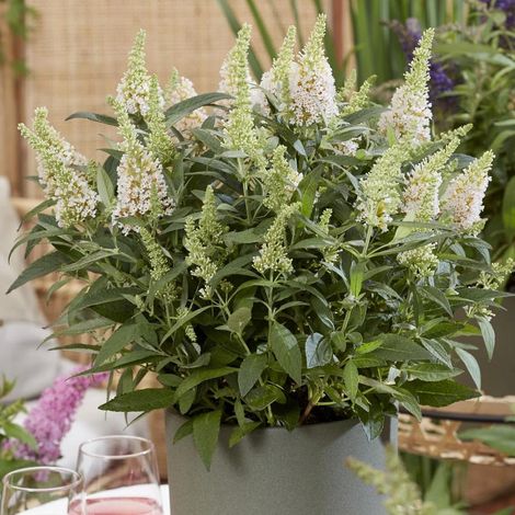 Arbre aux papillons Butterfly Candy® Little White 'BotEx003', Buddleia/Pot de 4L - 20/40 cm