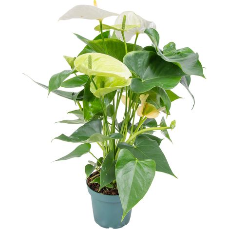 Bloomique - Anthurium - Flamant rose - Blanc - Plante d’intérieur - Dépolluante - Hauteur 30-40 cm - Pot 12 cm