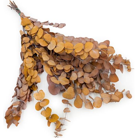Eucalipto stabilizzato - Spirale - Luce autunnale