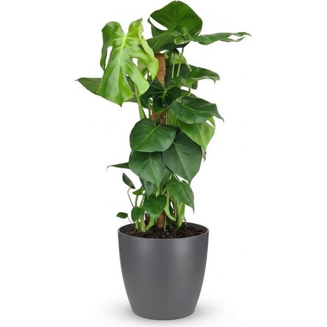 Monstera Deliciosa sur Tuteur Plante d'Intérieur Verte avec Pot Gris - Hauteur 90 cm - PANGIVO (1/5)