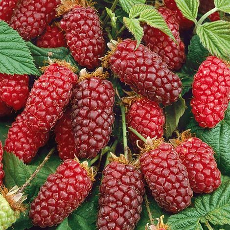 PIANTA DI TAYBERRY in vaso 18  (foto reale)