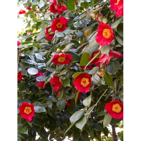 Camélia d'automne 'Yuletide' Pot de 4L/5L