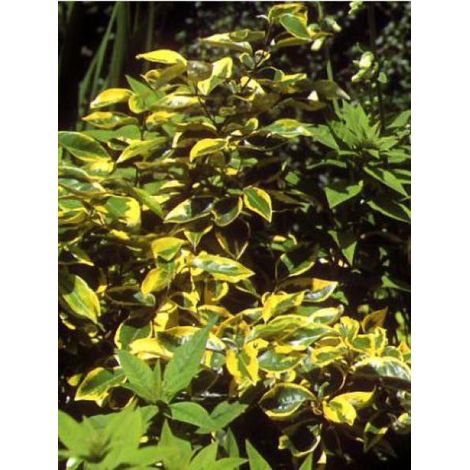 Chalef 'Gilt Edge' Pot de 2L/3L (1/4)