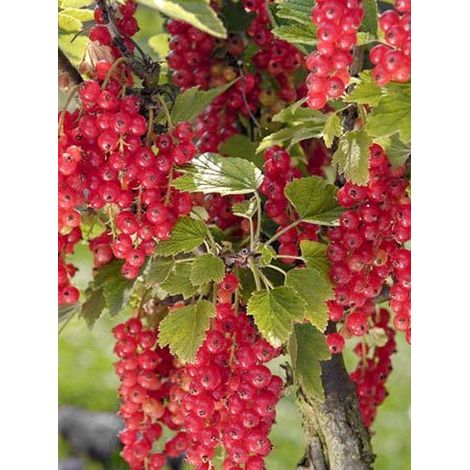 Groseillier-raisin 'Agate Rouge' Pot de 2L/3L, Buisson