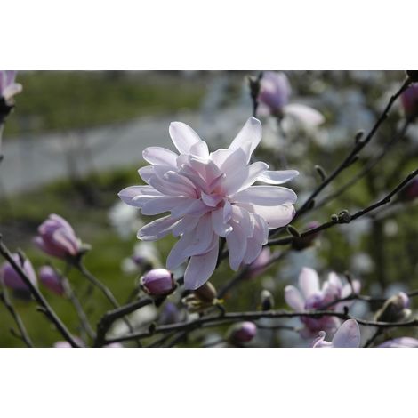 Sternmagnolie 'George Henry Kern' Magnolia stellata 'George Henry Kern' 7L 60- 80