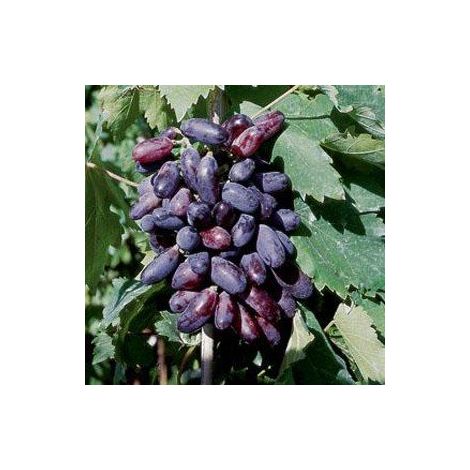 UVA PIZZUTELLO NERO (1 PIANTA) matura a settembre