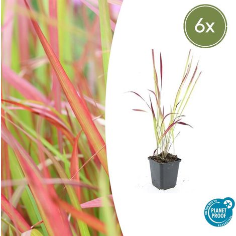 Lot de 6 Imperata cylindrica 'Red Baron' - Herbe à Sang Japonaise - Graminée Ornementale Ø9cm - PANGIVO (1/5)