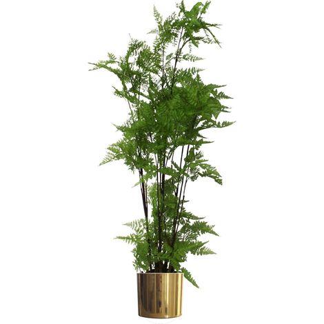 150cm Artificial Natural Moss Base Fern Foliage Plant with Gold Metal Planter (1/5)