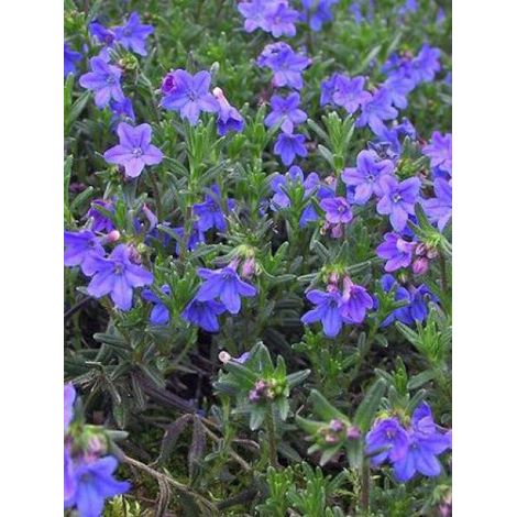 Grémil 'Heavenly Blue' Godet de 8/9 cm (1/2)