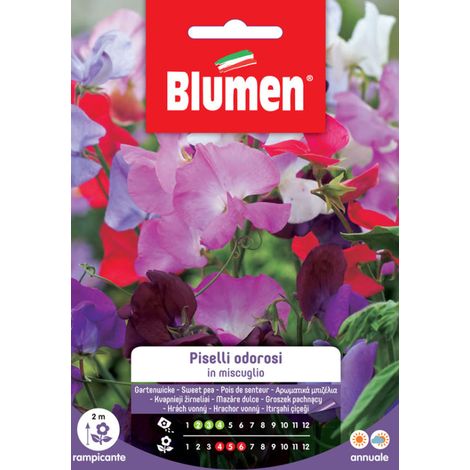 SEMI PISELLO ODOROSO MIX BLUMEN