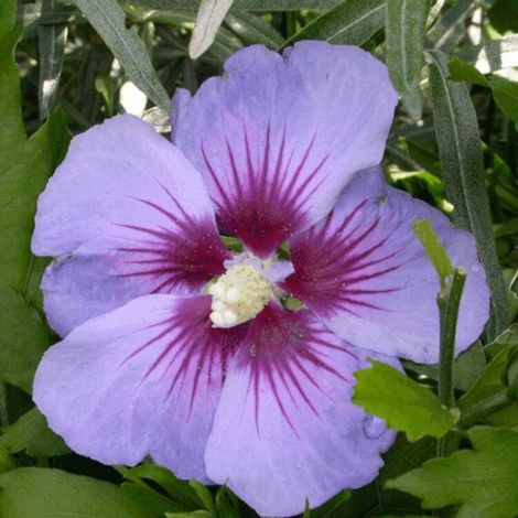 Hibiscus de Syrie Oiseau Bleu - Hibiscus syriacus oiseau bleu 40/60 cm Pot 3L (1/4)